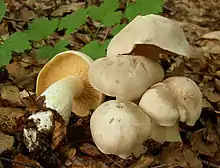 Entoloma sinuatum