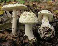 Amanita citrina