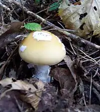 Amanita gemmata