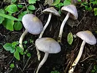 Inocybe geophylla var. lilacina