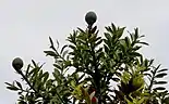 Young tree leaves and cones