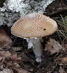 Amanita pantherina