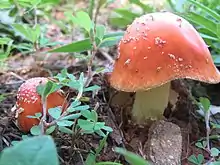 Amanita parcivolvata