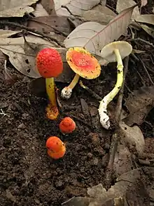 Amanita rubrovolvata