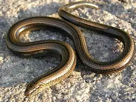 Legless lizard