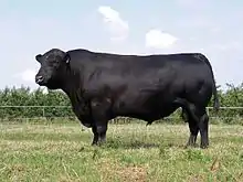 a large-framed black bull