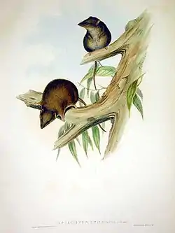 From John Gould's Mammals of Australia