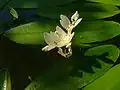 The "Waterblommetjie"(Aponogeton distachyos), a plant endemic to Cape Lowland Freshwater Wetland.