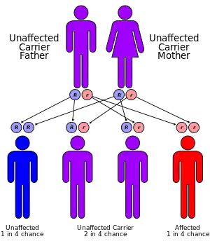 image showing how two carriers can produce one in four offspring with FRDA. This is called an autosomal-recessive pattern of inheritance.