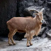 Barbary sheep at Tennōji Zoo, Japan