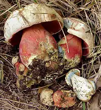 Rubroboletus satanas