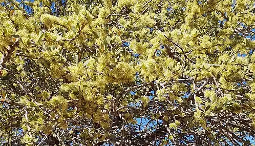 Flowering during late winter, Limpopo