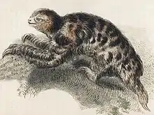 Drawing of brown sloth