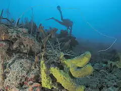 Scuba diver and sponges, Cane Bay wall