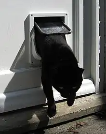 Cat emerging from a cat flap