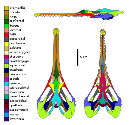 Skull diagram of Champsosaurus lindoei, a neochoristoderan