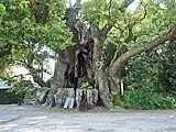 A sacred camphor tree in Kawazu, Shizuoka Prefecture, Japan