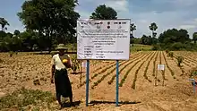 A man in a hat holding a yellow mango stands in front of a large white sign in a field of mangos.