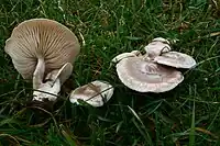 Clitocybe dealbata