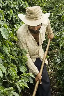 Image 36Brazil is the largest producer and exporter of coffee in the world. Brazilian coffee farmer producing. (from Economy of Brazil)