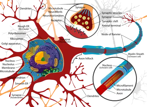 Complete neuron cell diagram en