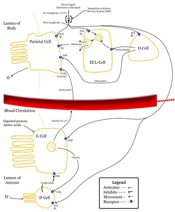 Gastric acid regulation