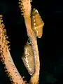 A pair of Cyphoma signatum (fingerprint cowry), off coastal Haiti.