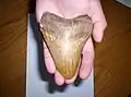 Megalodon tooth unearthed at Danitz-puszta, Mecsek (Miocene)