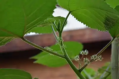 Inflorescence