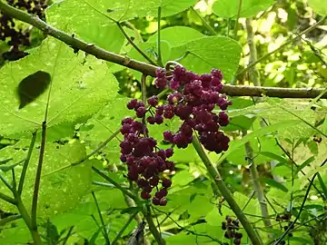 Fruits and leaves