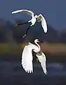 Image 23Egrets are herons which have white or buff plumage, and develop fine plumes (usually milky white) during the breeding season.. The pictured specimens were photographed at Sundarbans East Wildlife Sanctuary, Bagerhat.Photo Credit: Md shahanshah bappy