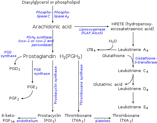 Eicosanoid synthesis