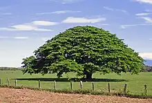 Enterolobium cyclocarpum Costa Rica