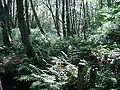 Alder fen wood, Kiehnmoor and Brambosteler Moor