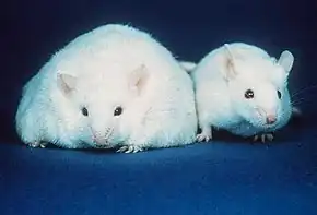 Two white lab mice; the mouse on the left is morbidly obese while the mouse on the right appears healthy