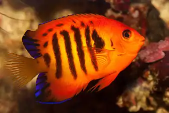 A flame angelfish, or Centropyge loricula