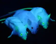 Image 11Genetically engineered mice expressing green fluorescent protein, which glows green under blue light. The central mouse is wild-type. (from Engineering)