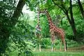 Giraffes (Giraffa camelopardalis reticulata)