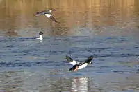 In flight over Rideau River, Ottawa, Ontario