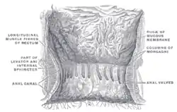 The interior of the anal canal and lower part of the rectum