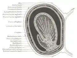 Longitudinal section through the left side of the scrotum and the left testis (Seminiferous tubules visible in center, but not labeled).