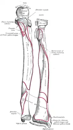 Anterior surface of radius (at right)