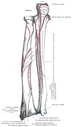 Posterior aspect of bones of left forearm