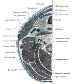 Section of the neck at about the level of the sixth cervical vertebra