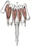 Dorsal interossei muscles of the hand