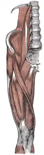 Muscles of the iliac and anterior femoral regions.