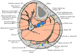 Cross-section through middle of leg. (Extensores longi digitorum et hallucis labeled at upper left.)