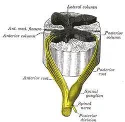 A spinal nerve with its anterior and posterior.