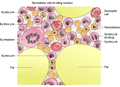 Cells in bone marrow