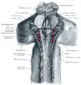 Upper part of medulla spinalis and hind- and mid-brains; posterior aspect, exposed in situ